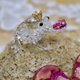 Swarovski Békakirályfi dísz 5492224