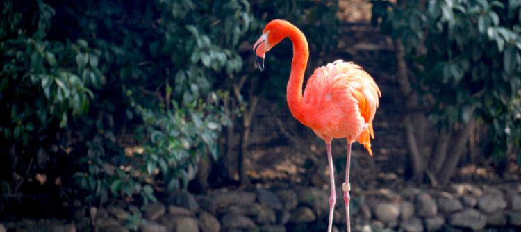 Divatékszerbolt Flamingó hűségprogram